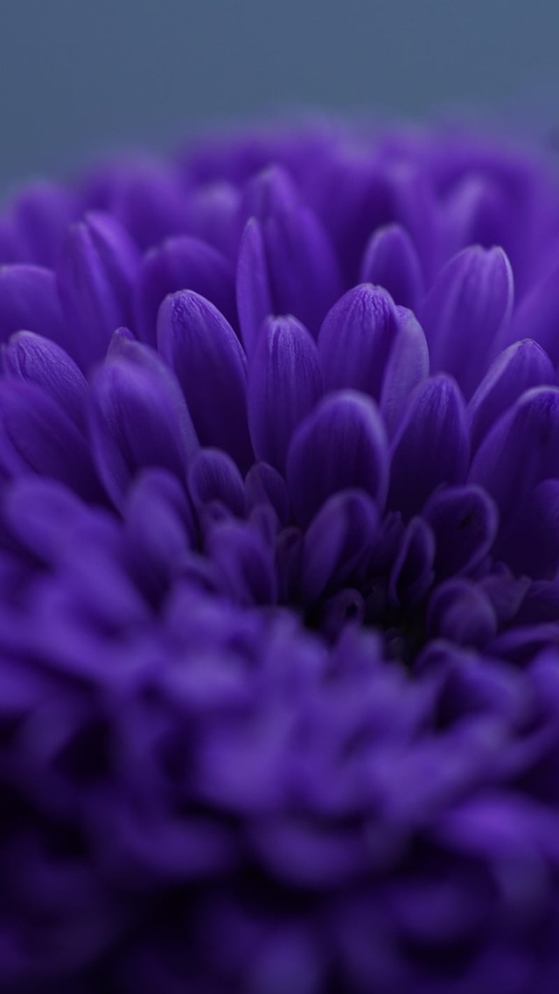 Dreamy Horticulture