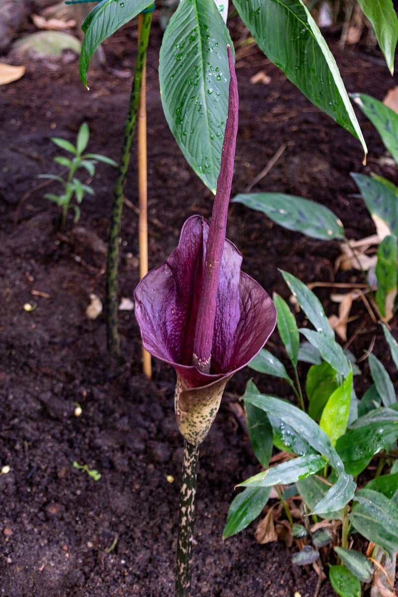 Amorphophallus titanum